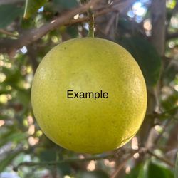 Arbol De Limas Dulces