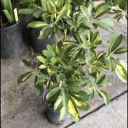 Schefflera Plant 