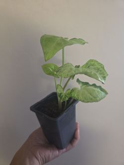 Plant