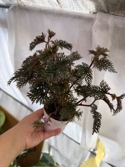 4” begonia bipinnatifida