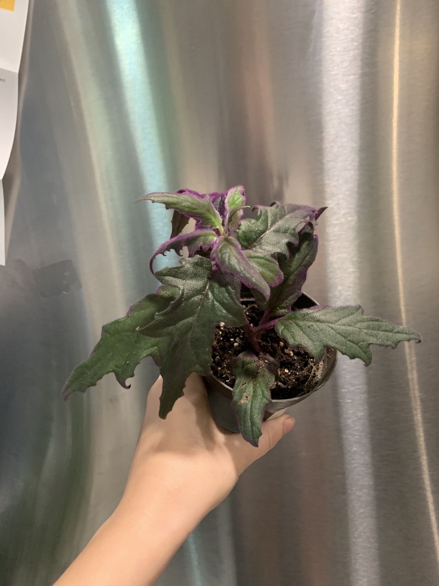 Purple passion plant 4” pot