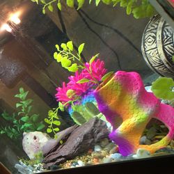 20 Gallon Fish Tank