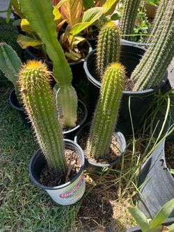 Cactus