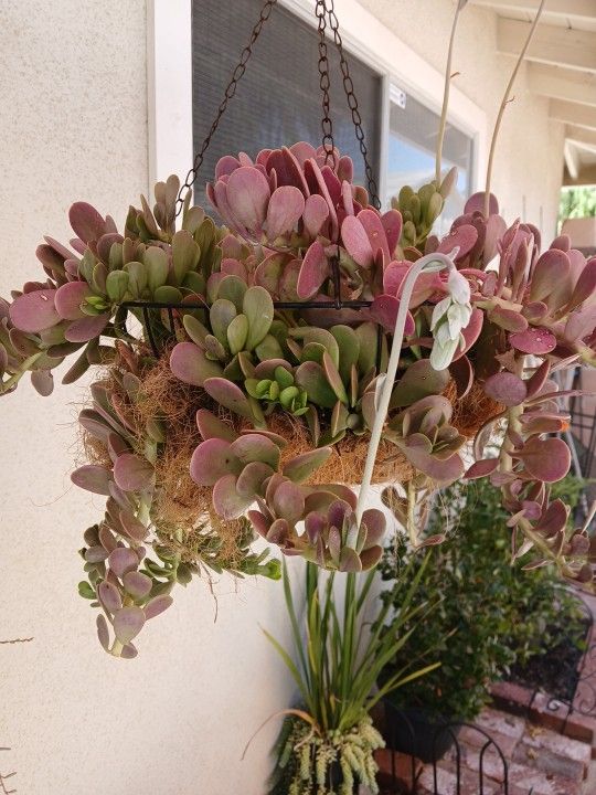 PLANT/PURPLE VINE/JADE/HANGING