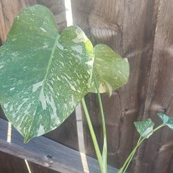 4" Thai Con Monstera (A)