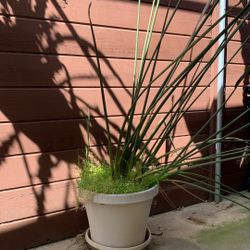 Bird of Paradise—Leafless—Just over 5’ Tall