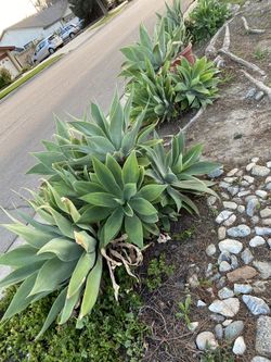 Pick your Agave