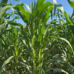 HOJAS  De Milpa.   3$ Docena.    solo Personas Interesadas 