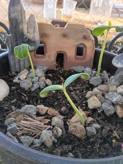 Una Campo with gourds Fathers day gift