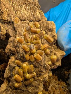 Isopod Blonde Rubber ducky