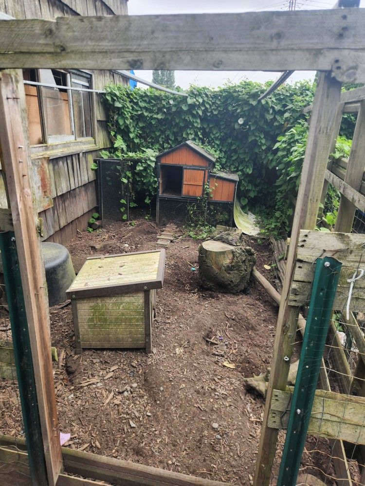 Chicken Cages