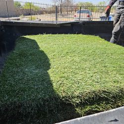 Bermuda Grass Roll Available 