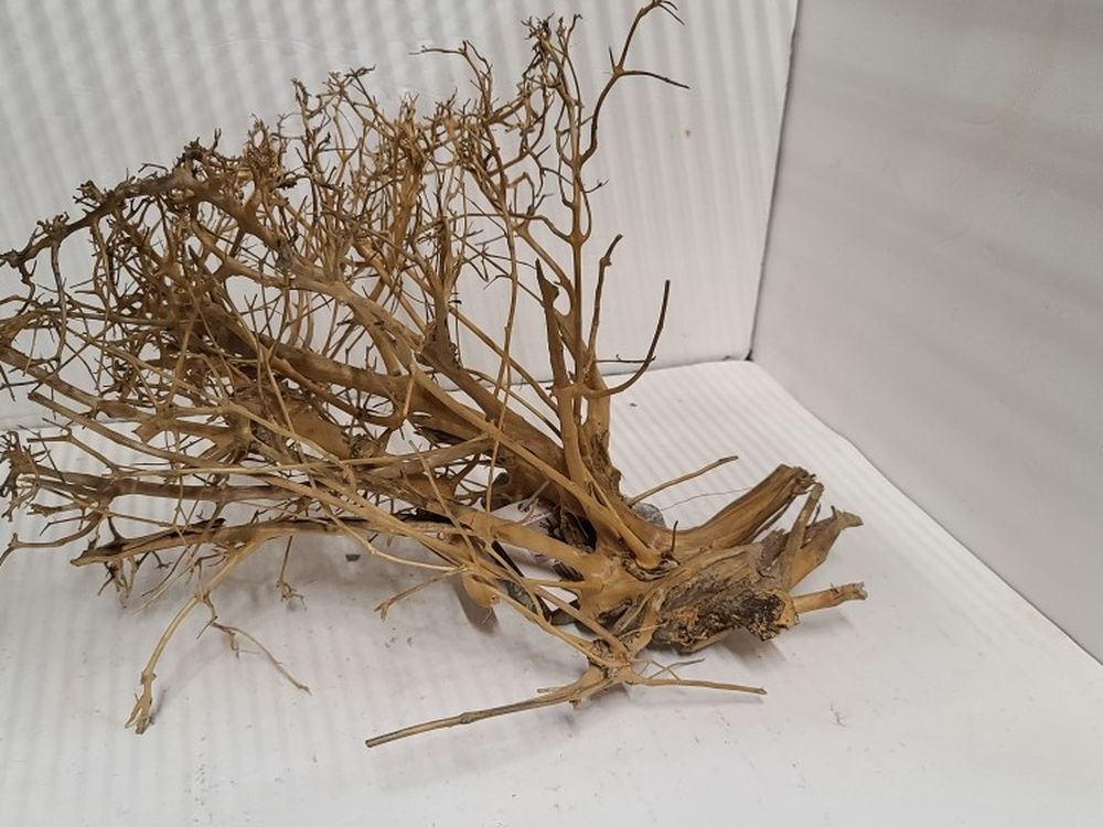 Caspian wood Driftwood for aquariums