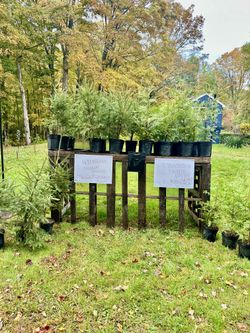 Very Cold Hardy Thuja Green Giants and Norway Spruce Landscape Trees 4 Sale in Andover CT