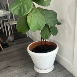 Beautiful Big Size Live Plant on a contemporary White Ceramic Planter - Like New!