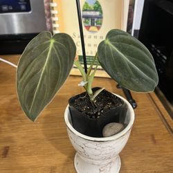 Pholodendron Melanochrysum (Black Gold)