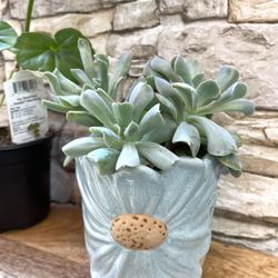 Succulent Echeveria “Topsy Turvy” House Plant In Beautiful Ceramic Pot 4.25"H. See All Pics.