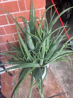 Aloe Vera Plants Elephant Food
