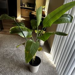 Big White Bird of Paradise