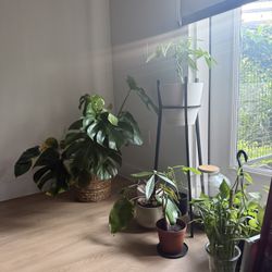 Large Monstera 