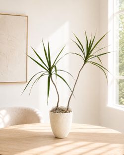 Sculptural Dracaena Marginata Characteristic Dragon Tree Live Houseplant Natural 30” Tall Plant