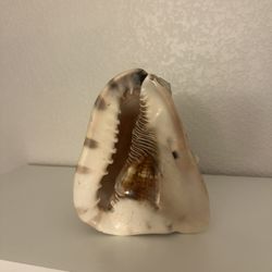 Shell home decor 