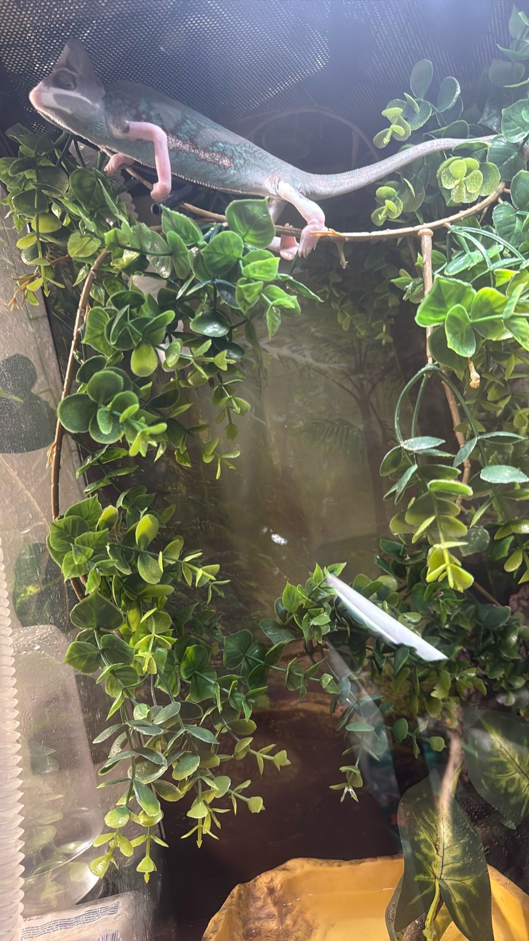 Vines For Reptile