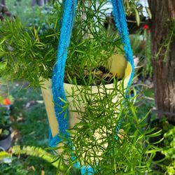 Asparagus Fern 
