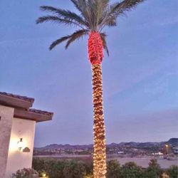 Luces En Tus Palmas Lights At U Palms