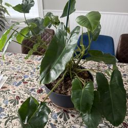 Plant Philodendron Burle Marx, in 10 Modern Pot