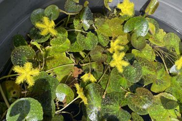Snowflake Lilies  Water Pond Plants