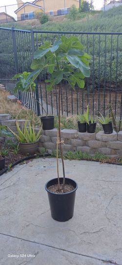 Brown Turkey fig