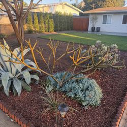 Large Plumeria $100 - Must Go Tomorrow 