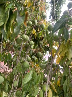 Sapotes (white Organic)