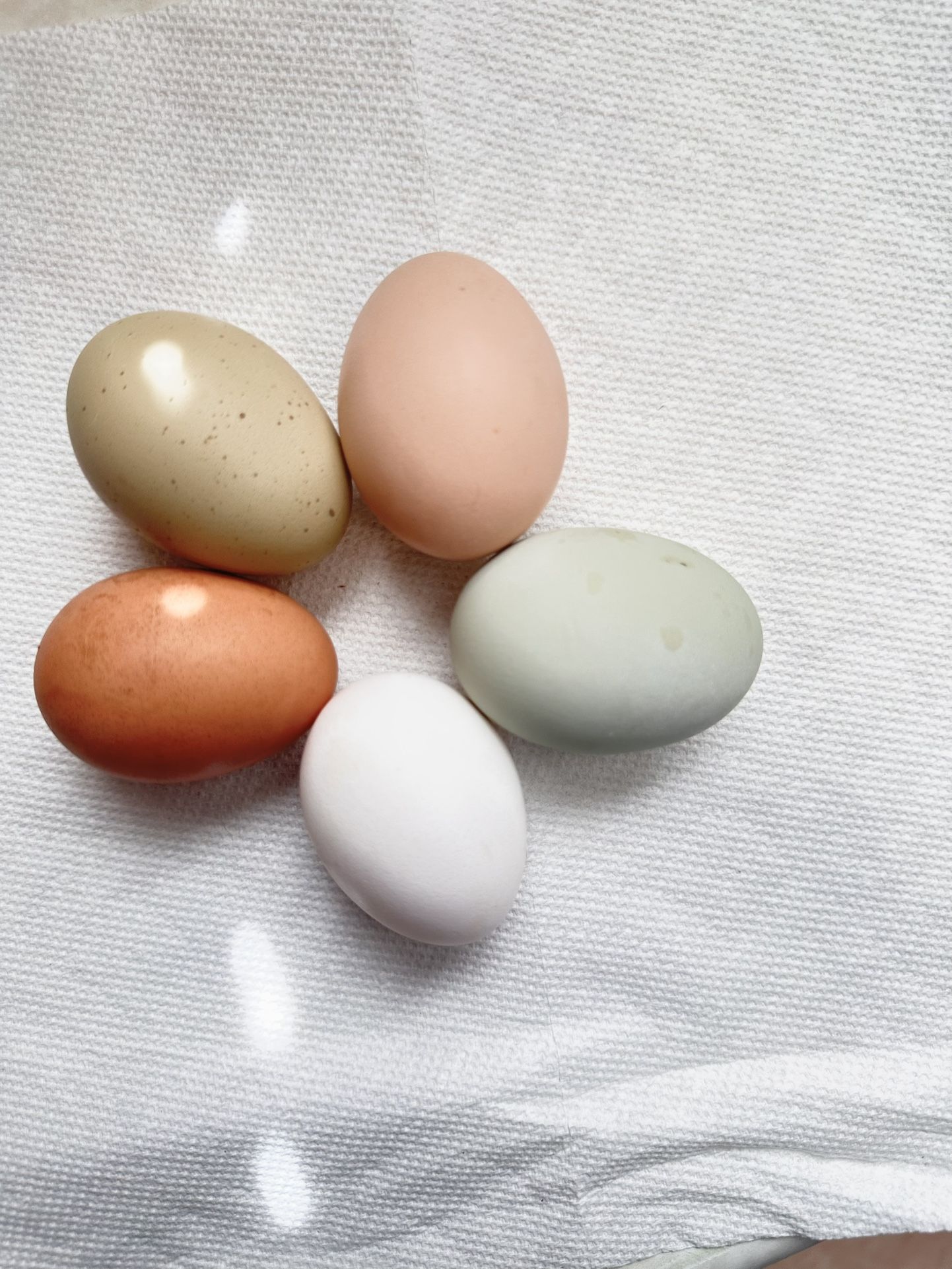 Chicken Eggs