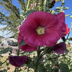 Flowers Floral Peddles Plants