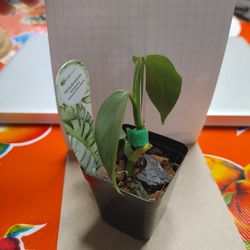 Baby Philodendron Silver Sword