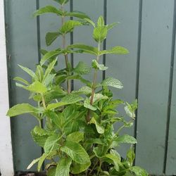 Mint Herb