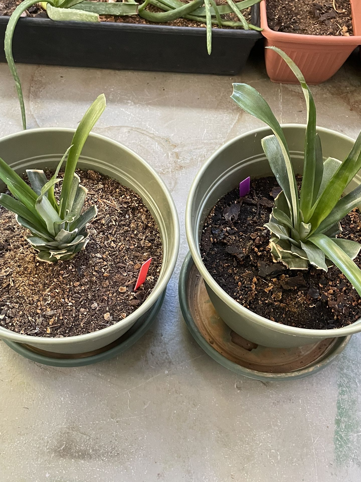 2 Golden Pineapple Starter Plants