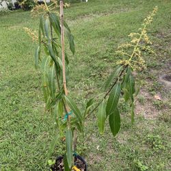 Malika Mango Tree With Flower (3 Ft Tall)