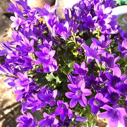 Purple campanula Landscape Plants