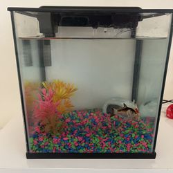 Fishes With Tank 