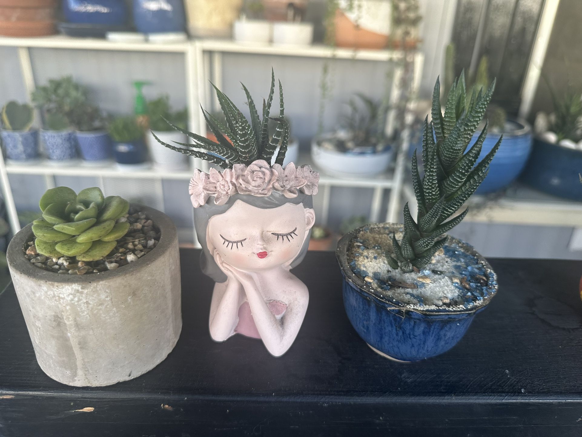 11 Tiny Succulents In Pots