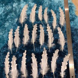 White curly feathers 
