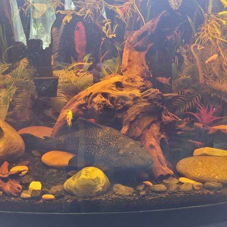 2 Ft. Plecostomus