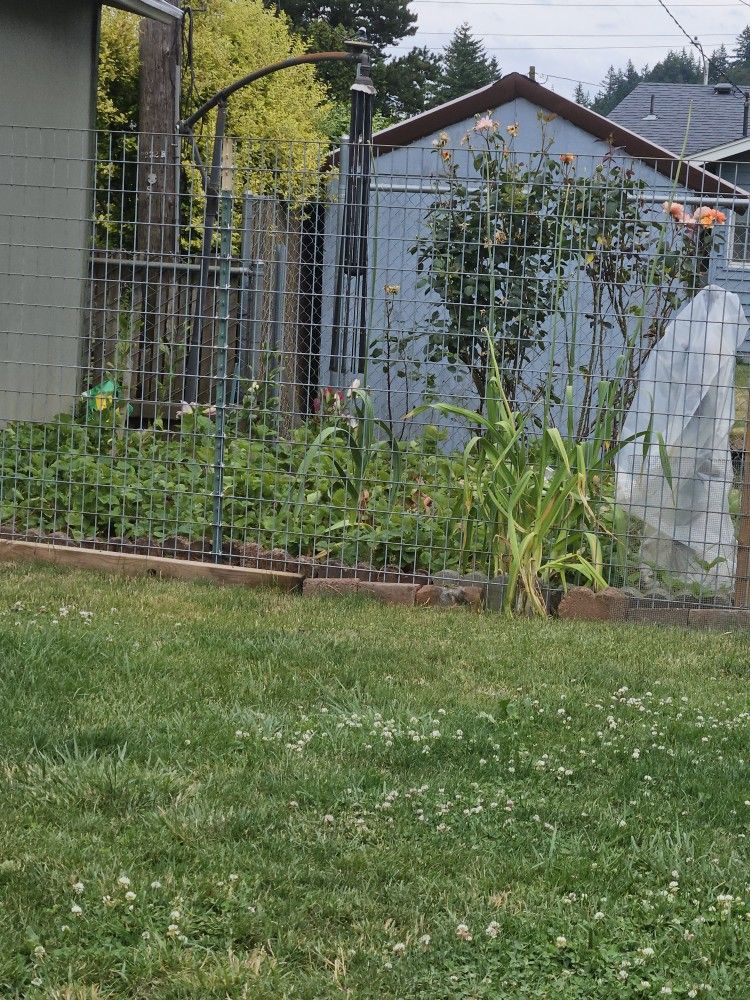 Free Strawberry Plants