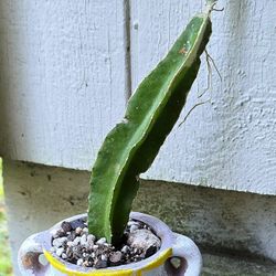 Potted Dragon Fruit Cactus 