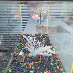 5 Gal Fish/ Reptile Tank