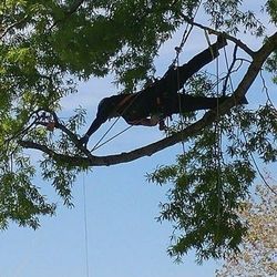 Arborsaving Tree Care