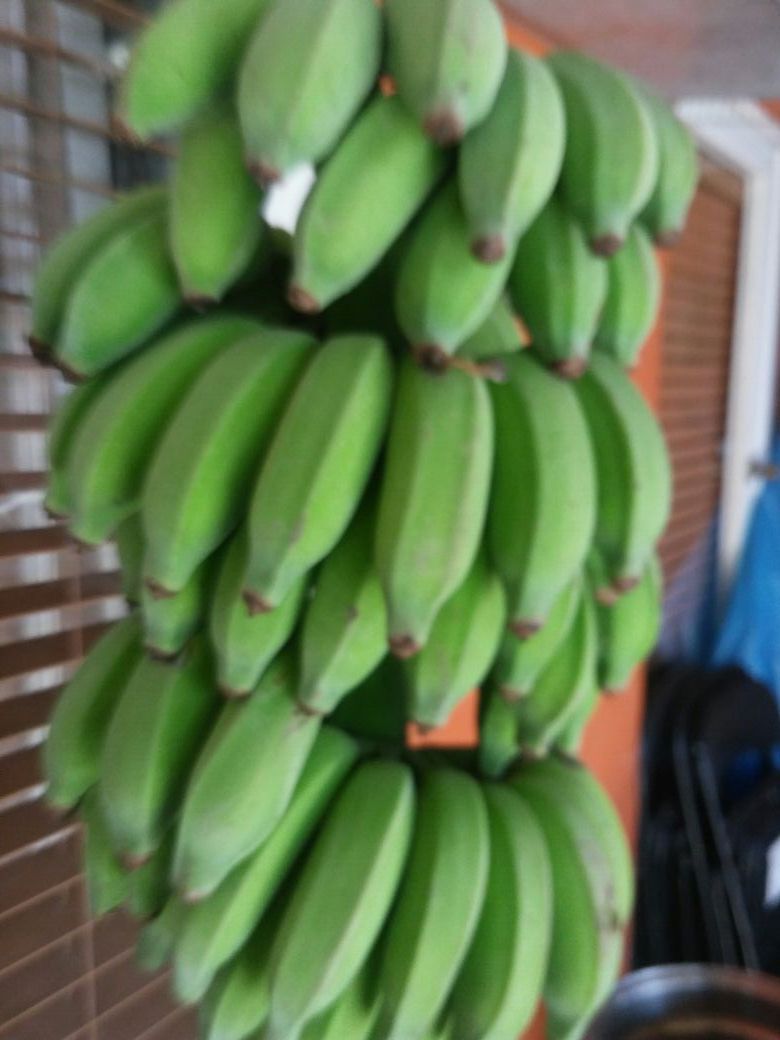 Racimos Platanos verdes